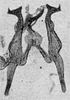 Other on Erythridula magnacalx (Beamer, 1930): Aedeagus, connective, and styli. (Observation).