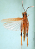CollectionObject 1580259; 34a4494c-3520-4ade-8c14-b2f39d54fe78: male, dorsal view (paralectotype). (CollectionObject).