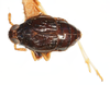 Habitus, dorsal view on Delphacodes aterrimus Muir, 1926: (Observation).