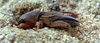 Gryllotalpa gryllotalpa (Linnaeus, 1758): male (Kamenz, Germany). (Otu).