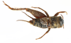 Modicogryllus (Modicogryllus) algirius finoti Chopard, 1967: male, dorsal view (Type). (Otu).