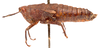 CollectionObject 2706260; CNMS 167, 68c0f98e-3d1d-4945-bfcd-6348f895f0f6, CNMS 167: female, lateral view (paratype). (CollectionObject).