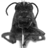 CollectionObject 1530197; 195dd9c7-6579-4bca-932e-548ddfbfed25: Image Carbonell, C.S. female, frontal view (lectotype). (CollectionObject).