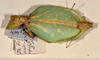 CollectionObject 1557807; 3cdee121-930a-471d-953a-90ed85349d12: copyright UMO. female, dorsal view (syntype). (CollectionObject).;CollectionObject 1557808; 847219de-857b-47ba-9092-e802aa581c6b: copyright UMO. female, dorsal view (syntype). (CollectionObject).