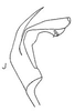 Aedeagus, lateral view: !! display not done !! on Bolarga Oman, 1938: Aedeagus, lateral view. (Observation).