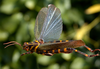 Diponthus festivus Gerstaecker, 1873: male. (Otu).