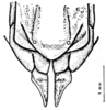 Pachyossa signata Rehn, 1913: Fig. 16. female genital segment, ventral view. (Otu).