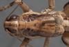 CollectionObject 1505834; a49006d4-9c2c-464f-9172-da8fd6f845e0: male, dorsal view (holotype). (CollectionObject).