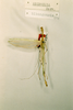 CollectionObject 1558807; 08ad3167-2df4-4fef-bc33-bc0d537db540: copyright NHRS, Stockholm. male (syntype). (CollectionObject).