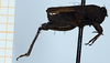 CollectionObject 1584345; 244f7d84-542d-4deb-b468-83458355d808: male, lateral view (paratype of Apotettix eurycephalus). (CollectionObject).