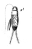 Pl.12, Fig.11(3). male, Gryllus brevipennis. Depicts Miogryllus convolutus (Johannson, 1763), an Otu.