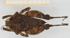 CollectionObject 1517879; 439778c6-42be-41bc-822e-bb57624783ce, NHMUK10924419: male, frontal view (holotype). (CollectionObject).