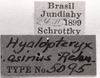 CollectionObject 1565678; 72c20fe4-e9cb-40cc-9e11-b3699e620ce2: labels (syntype of Hyalopteryx asinus). (CollectionObject).