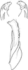 Subgenital plate: !! display not done !! on Forcipata citrinella (Zetterstedt, 1828): Subgenital plate. (Observation).