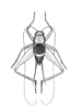 Tairona pulchella Hebard, 1928: Plate IV. Fig. 3 (after type). male, dorsal view. (Otu).