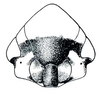 Head: !! display not done !! on Memnonia Ball, 1900: Memnonia consobrina, female, face. (Observation).