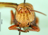 CollectionObject 1501643; 80366882-e7c4-4365-b52a-f2c4c45ac569, DORSA BA000119S01: female, frontal view (holotype of Anthermus kirschsteini). (CollectionObject).