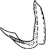 Aedeagus, lateral view: Aedeagus, lateral view. (Observation).