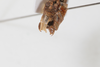 CollectionObject 1505827; 5e71975e-4ca4-4de7-8ba1-4b47be8d796c: Male, terminalia, lateroventral view (syntype). (CollectionObject).