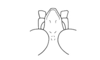 Sciaphilacris alata Descamps, 1976: Fig. 10. male, fastigium, dorsal view. (Otu).