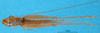 CollectionObject 1501956; b94a6a5c-704f-4936-9247-cbff7ebe5fbf, DORSA BG00204S03: male nymph, dorsal view (syntype). (CollectionObject).
