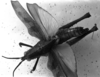 CollectionObject 1530130; e3e20456-ef84-4d6c-8113-15dd2fa075c7: Image Carbonell, C.S. female, dorsal view (holotype). (CollectionObject).