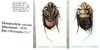 Homalosilpha ustulata (Burmeister, 1838): (Otu).