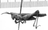 CollectionObject 1543671; 0e41b2c0-0f32-45cb-a92b-84cc0a375102: Image Carbonell, C.S. female, lateral view (syntype). (CollectionObject).