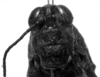 CollectionObject 1530197; 195dd9c7-6579-4bca-932e-548ddfbfed25: female, frontal view (lectotype). (CollectionObject).
