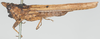 CollectionObject 1581302; 47bab69e-84f5-4aa8-9a85-86db198ded1a: male, lateral view (syntype). (CollectionObject).