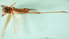 female, ventral view (syntype). Depicts CollectionObject 1500529; 031c86f0-42a6-4383-bff3-23006629d717, a CollectionObject.