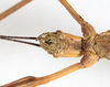CollectionObject 1559012; NMW 778, 242d9063-55e6-4055-87af-4d4f21709115: copyright NMW, Vienna. female: head, ventral view (holotype). (CollectionObject).