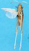 CollectionObject 1580311; a11b44ba-2084-4b6c-897f-e2c4dacc7c91: male, dorsal view (paralectotype of Apotropis affinis). (CollectionObject).