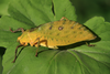 Pseudopreussia flavifolia Hemp, 2017: male (Tanzania, Nilo forest reserve). (Otu).
