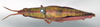 CollectionObject 1580361; 1d499c4d-5bf8-4518-a9d2-7b9878949374: female, dorsal view (paralectotype). (CollectionObject).