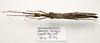 CollectionObject 1595885; d17528c0-bb69-4720-8231-f15eff25fe2a: copyright UKM, Bangi. female, dorsal view (paratype). (CollectionObject).