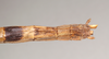CollectionObject 1560490; faf21d13-87ac-4b01-993a-d203a4851e5e: copyright Natural History Museum, London. female: end of abdomen, dorsal view (holotype). (CollectionObject).
