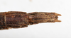 CollectionObject 1557026; bc4addf0-5bf2-4933-8b14-53221f2655d8: copyright MHNG Geneva. female: mend of abdomen, ventral view (lectotype). (CollectionObject).
