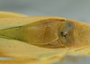 CollectionObject 1581205; 45c598eb-b24d-40e1-93dd-bbbe12cc7519: male stridulatory area, dorsal view (holotype). (CollectionObject).