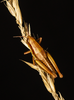 CollectionObject 2008378; 50348c52-c743-411f-865e-5d4ff40e022e: brown female alive, dorsal view. (CollectionObject).