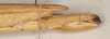 CollectionObject 1562289; 3f84e5bd-f5f7-42e6-9ddf-0a6b1f7ce6c0: copyright MVMA, Melbourne. female: end of abdomen, lateral view of synonym Tropidoderus iodomus (syntype). (CollectionObject).