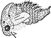Nymph: !! display not done !! on Cyrtolobus Goding, 1892: (Observation).