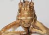 CollectionObject 1527081; e610715c-6d08-44ce-a3dc-441ac7672103: male, frontal view (holotype). (CollectionObject).