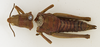 CollectionObject 1523779; 525f7184-3d82-459b-9462-35320d323728: female, dorsal view (holotype). (CollectionObject).