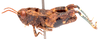 CollectionObject 2627945; CNMS 4677, CNMS 4677, 227de8a2-4f92-43ab-9fb1-280a6524d91e: lateral view. male (paratype). (CollectionObject).