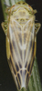 Habitus, dorsal view on Erythria manderstjernii (Kirschbaum, 1868): Habitus (male). (Observation).