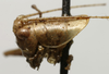 CollectionObject 1535068; 52fca1d3-34ed-446b-9a5a-733dac490723: male head and pronotum, lateral view (syntype). (CollectionObject).