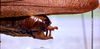 CollectionObject 1516181; a68823fd-f097-47a2-ab62-30e8185fb893: male abdominal apex (syntype). (CollectionObject).