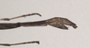 CollectionObject 1562692; edd223c6-c721-45cd-ae23-52ed2f314051: copyright QMBA. female: end of abdomen, lateral view (holotype). (CollectionObject).