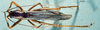 CollectionObject 1516184; 8ffa8fb3-8329-41b0-83b3-809e55d19dcd: male habitus dorsal view (holotype). (CollectionObject).